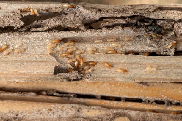 Best Wildlife Control Services  in Dover Beaches North, NJ